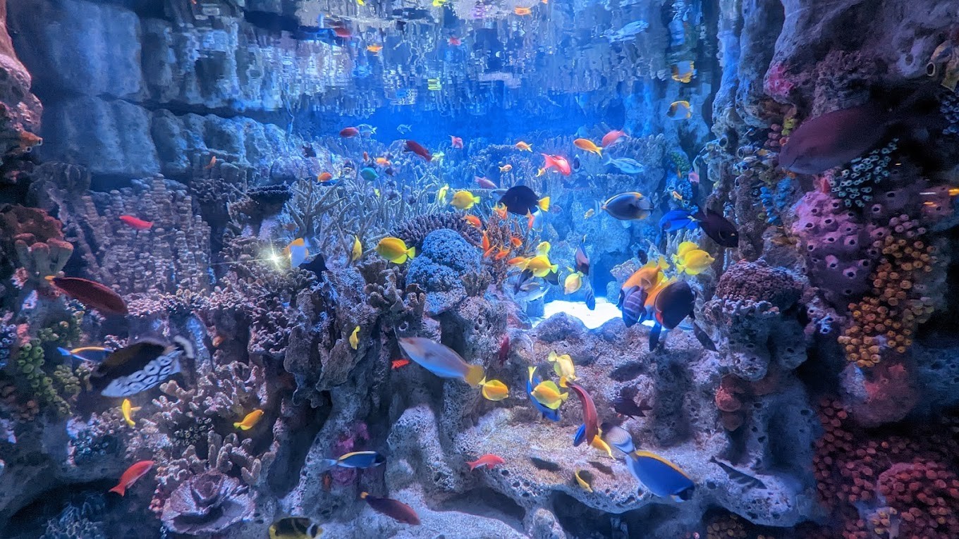 New England Aquarium: