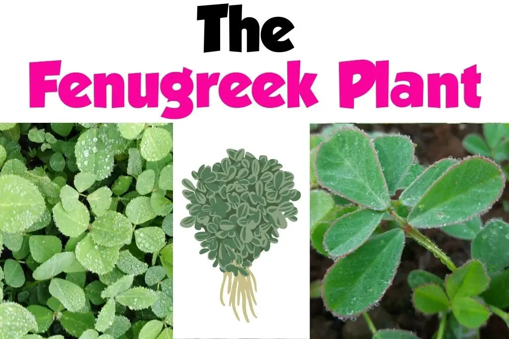 What is Fenugreek?