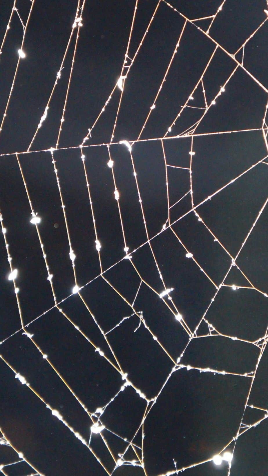 Wallpapers with Spider Webs