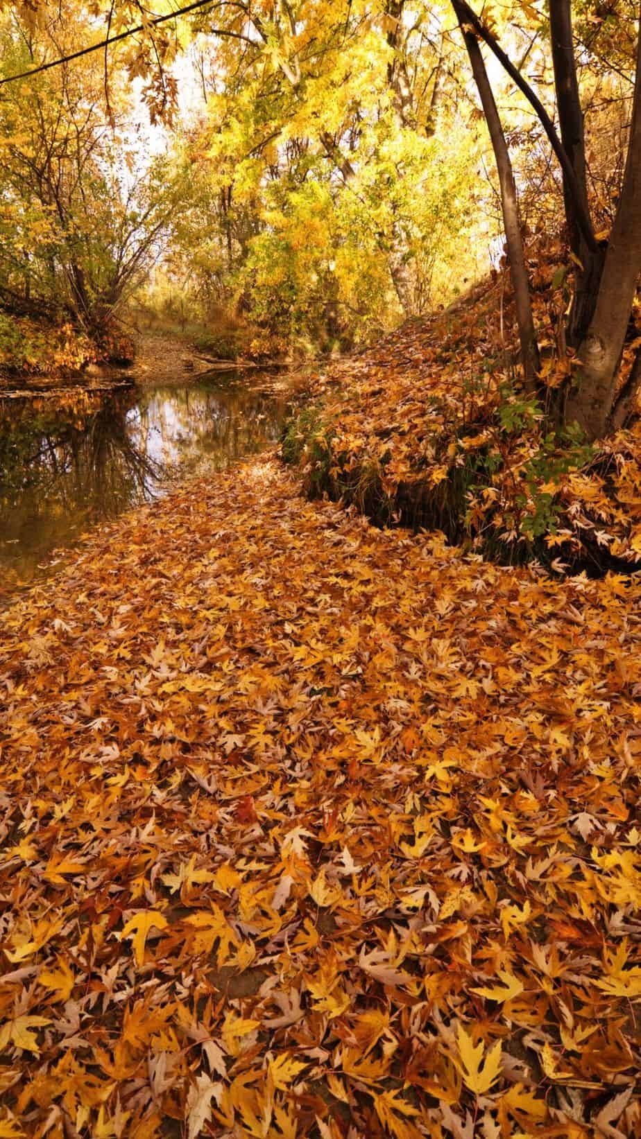 Fall Leaves